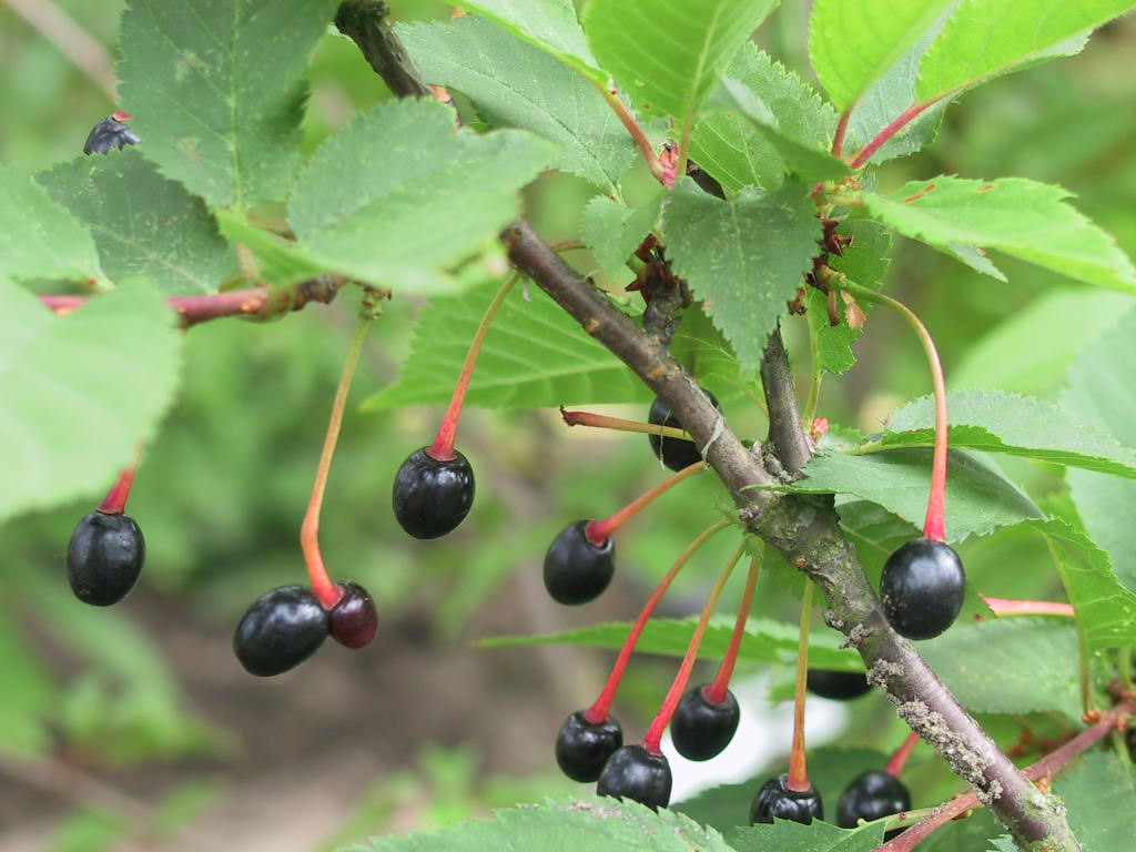 Prunus kurilensis Ruby - Fruechte.jpg
